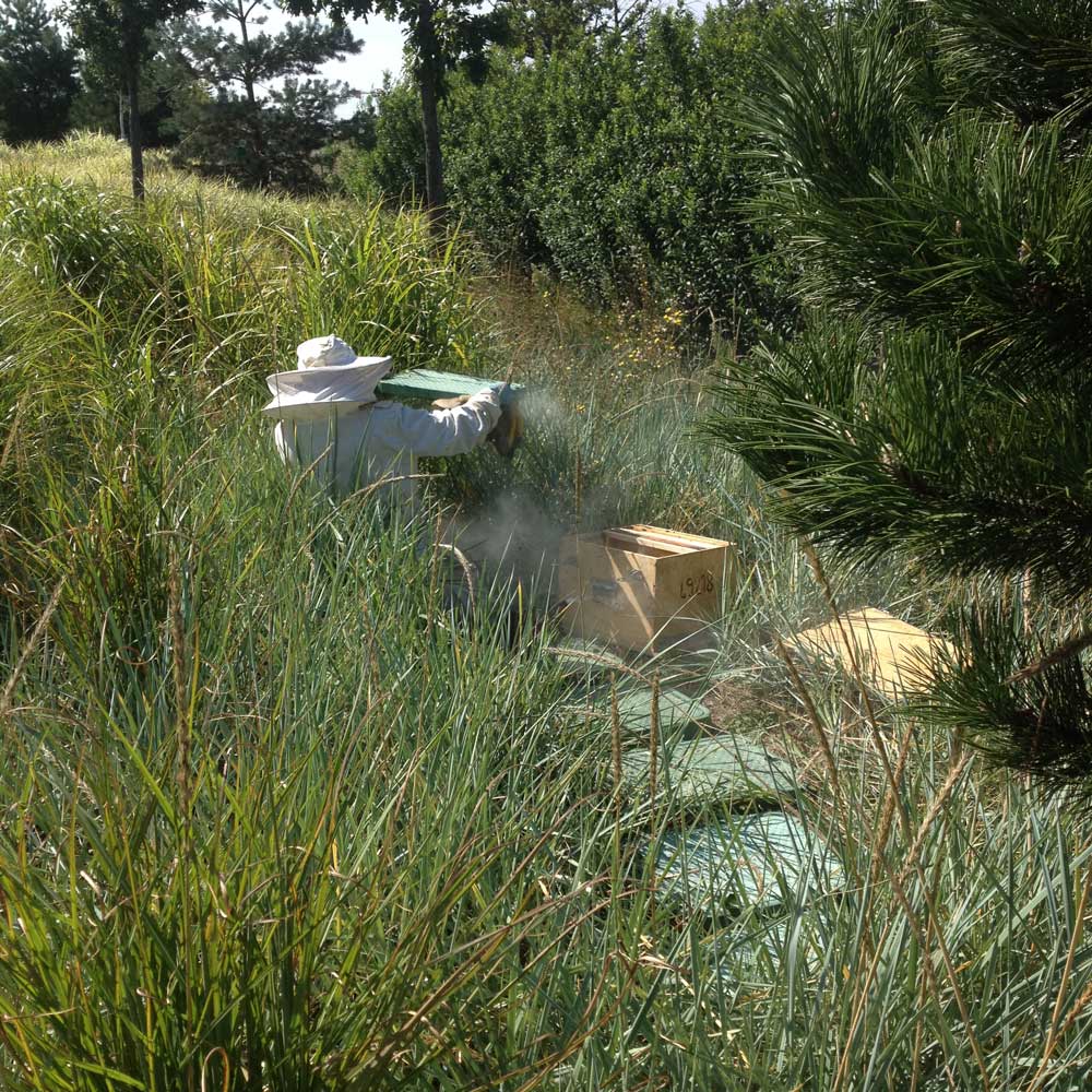 apiculteur avec une ruche dans les hautes herbes