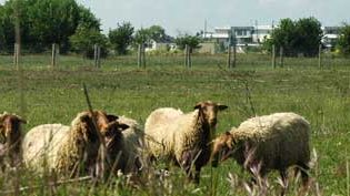 Des moutons pour entretenir la Membrolle-sur-Longuenee
