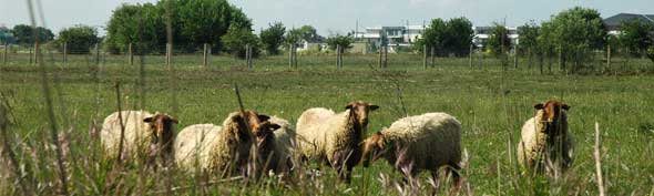 Des moutons pour entretenir la Membrolle-sur-Longuenee