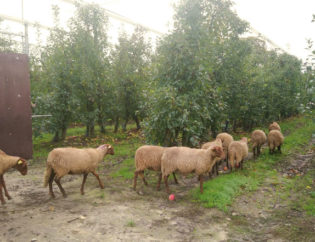 moutons verger ecoresponsable