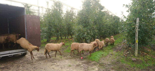 moutons verger ecoresponsable