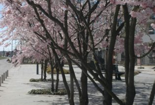 arbre en fleur