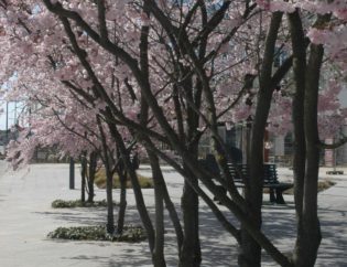 arbre en fleur