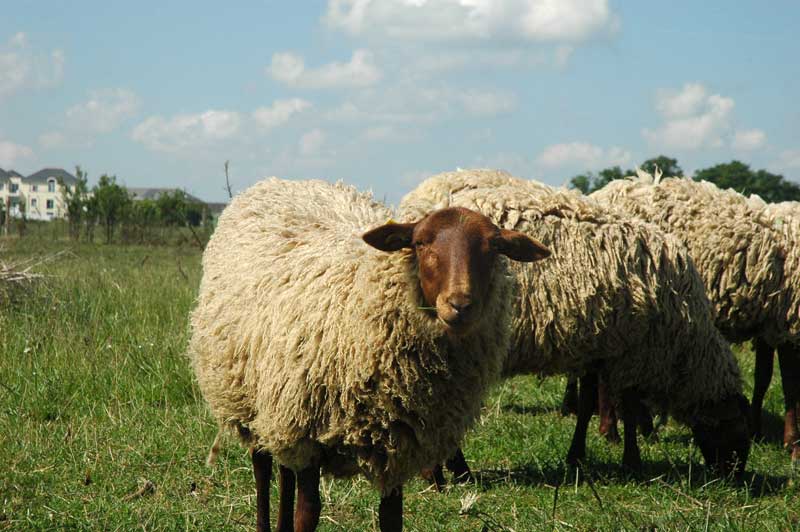 moutons dans espace vert