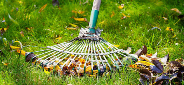 rateau dans un jardin avec feuilles mortes