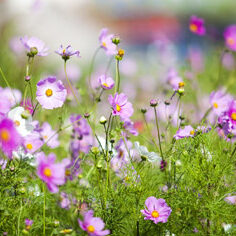 prairie mellifere